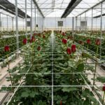 Hilo terlenca floricultura tutorado de rosas en invernadero